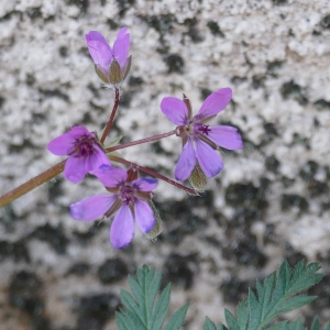 Photographie n°2287733 du taxon Erodium cicutarium (L.) L'Hér.