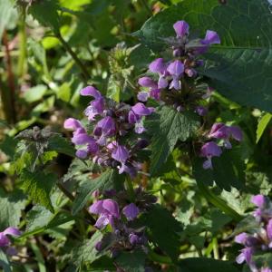 Photographie n°2287781 du taxon Lamium maculatum (L.) L. [1763]