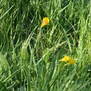 Photographie n°2287816 du taxon Narcissus bulbocodium L. [1753]