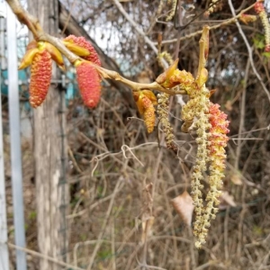 Photographie n°2287839 du taxon Populus nigra L. [1753]