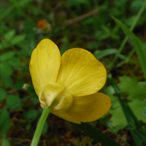 Photographie n°2287900 du taxon Ranunculus bulbosus L. [1753]