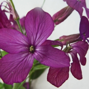 Photographie n°2287914 du taxon Lunaria annua L. [1753]