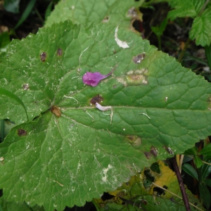 Photographie n°2287915 du taxon Lunaria annua L. [1753]