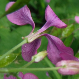 Photographie n°2287917 du taxon Lunaria annua L. [1753]