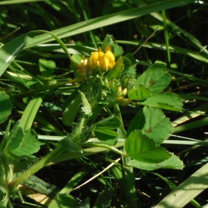 Photographie n°2287936 du taxon Medicago arabica (L.) Huds. [1762]