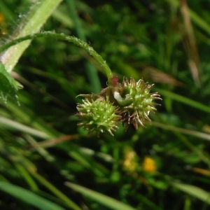 Photographie n°2287938 du taxon Medicago arabica (L.) Huds. [1762]