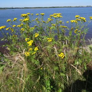 Photographie n°2287952 du taxon Tanacetum vulgare L. [1753]