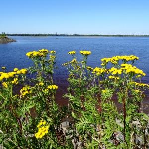 Photographie n°2287953 du taxon Tanacetum vulgare L. [1753]