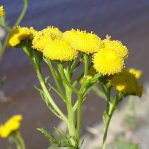 Photographie n°2287955 du taxon Tanacetum vulgare L. [1753]