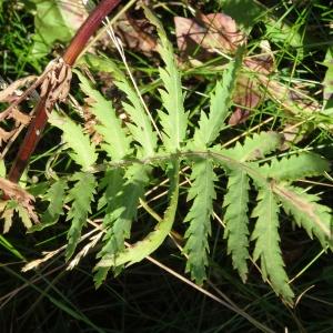 Photographie n°2287956 du taxon Tanacetum vulgare L. [1753]