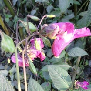 Photographie n°2287971 du taxon Impatiens glandulifera Royle [1833]