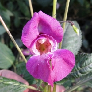 Photographie n°2287972 du taxon Impatiens glandulifera Royle [1833]