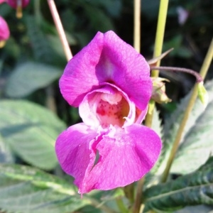 Photographie n°2287973 du taxon Impatiens glandulifera Royle [1833]