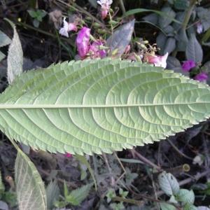 Photographie n°2287977 du taxon Impatiens glandulifera Royle [1833]