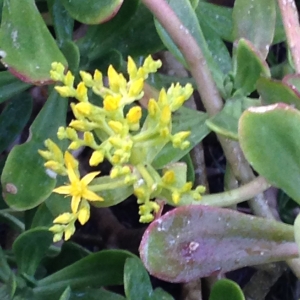 Photographie n°2287980 du taxon Sedum dendroideum subsp. praealtum (A.DC.) R.T.Clausen [1959]