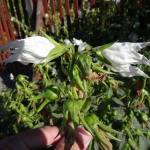 Photographie n°2287983 du taxon Campanula latifolia L. [1753]