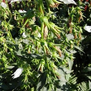 Photographie n°2287985 du taxon Campanula latifolia L. [1753]