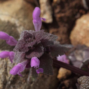 Photographie n°2288004 du taxon Lamium purpureum L. [1753]