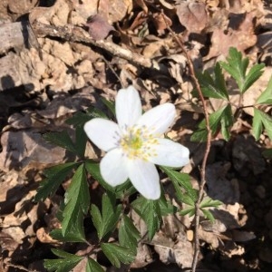 Photographie n°2288054 du taxon Anemone nemorosa L. [1753]