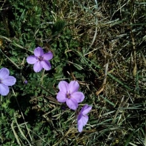 Photographie n°2288072 du taxon Erodium acaule (L.) Bech. & Thell. [1928]