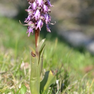 Photographie n°2288097 du taxon Himantoglossum robertianum (Loisel.) P.Delforge [1999]