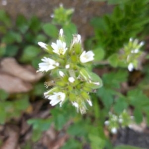 Photographie n°2288143 du taxon Cerastium glomeratum Thuill. [1799]