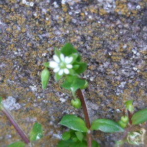 Photographie n°2288148 du taxon Stellaria media (L.) Vill. [1789]