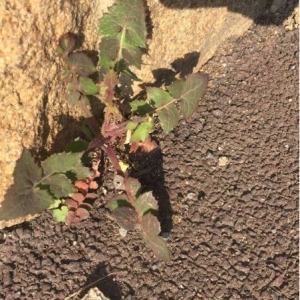 Photographie n°2288168 du taxon Sonchus oleraceus L. [1753]