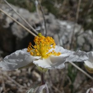 Photographie n°2288213 du taxon Helianthemum apenninum (L.) Mill. [1768]