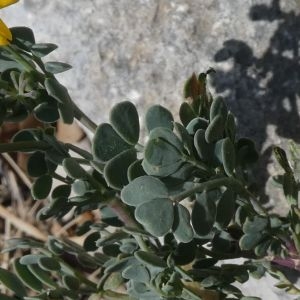 Photographie n°2288229 du taxon Coronilla minima L. [1756]