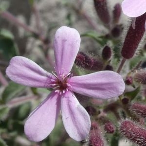 Photographie n°2288244 du taxon Saponaria ocymoides L. [1753]