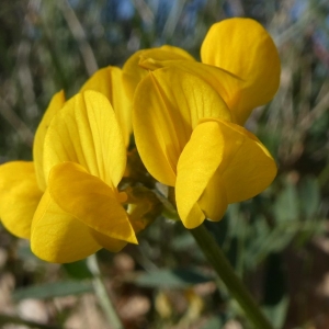 Photographie n°2288254 du taxon Hippocrepis comosa L. [1753]