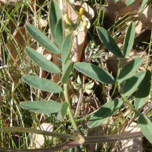Photographie n°2288256 du taxon Hippocrepis comosa L. [1753]