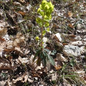 Photographie n°2288259 du taxon Euphorbia amygdaloides L. [1753]