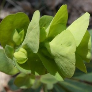 Photographie n°2288262 du taxon Euphorbia amygdaloides L. [1753]