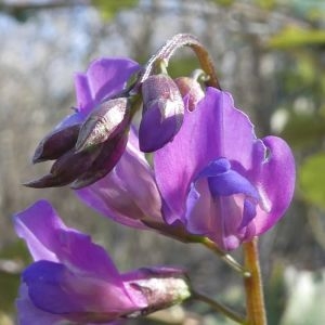 Photographie n°2288266 du taxon Vicia angustifolia L. [1759]