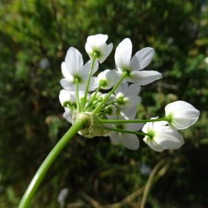 Photographie n°2288271 du taxon Allium neapolitanum Cirillo [1788]