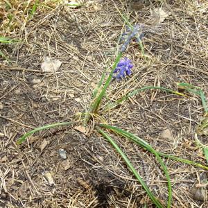 Photographie n°2288277 du taxon Muscari neglectum Guss. ex Ten.