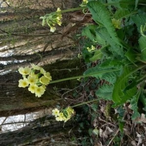 Photographie n°2288347 du taxon Primula elatior (L.) Hill [1765]