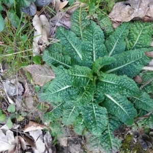 Photographie n°2288349 du taxon Dipsacus fullonum L. [1753]