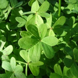 Photographie n°2288367 du taxon Oxalis pes-caprae L. [1753]