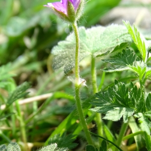 Photographie n°2288393 du taxon Geranium molle L.