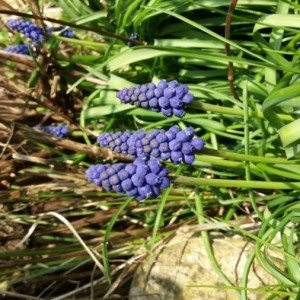 Photographie n°2288403 du taxon Muscari neglectum Guss. ex Ten. [1842]