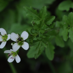 Photographie n°2288410 du taxon Cardamine amara L. [1753]