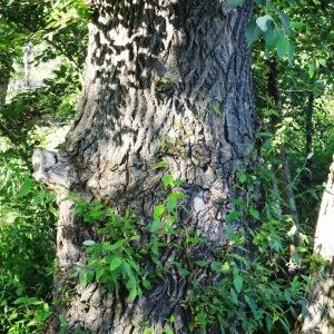 Photographie n°2288436 du taxon Populus balsamifera L. [1753]