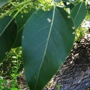 Photographie n°2288437 du taxon Populus balsamifera L. [1753]