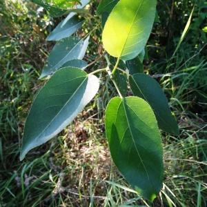 Photographie n°2288439 du taxon Populus balsamifera L. [1753]