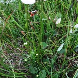 Photographie n°2288485 du taxon Parnassia palustris L. [1753]