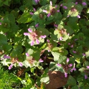 Photographie n°2288524 du taxon Lamium purpureum L. [1753]