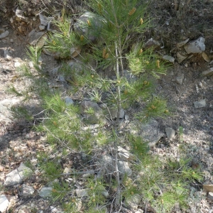 Photographie n°2288548 du taxon Pinus halepensis Mill. [1768]